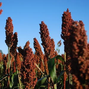 sorgo