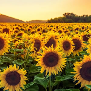 girasol